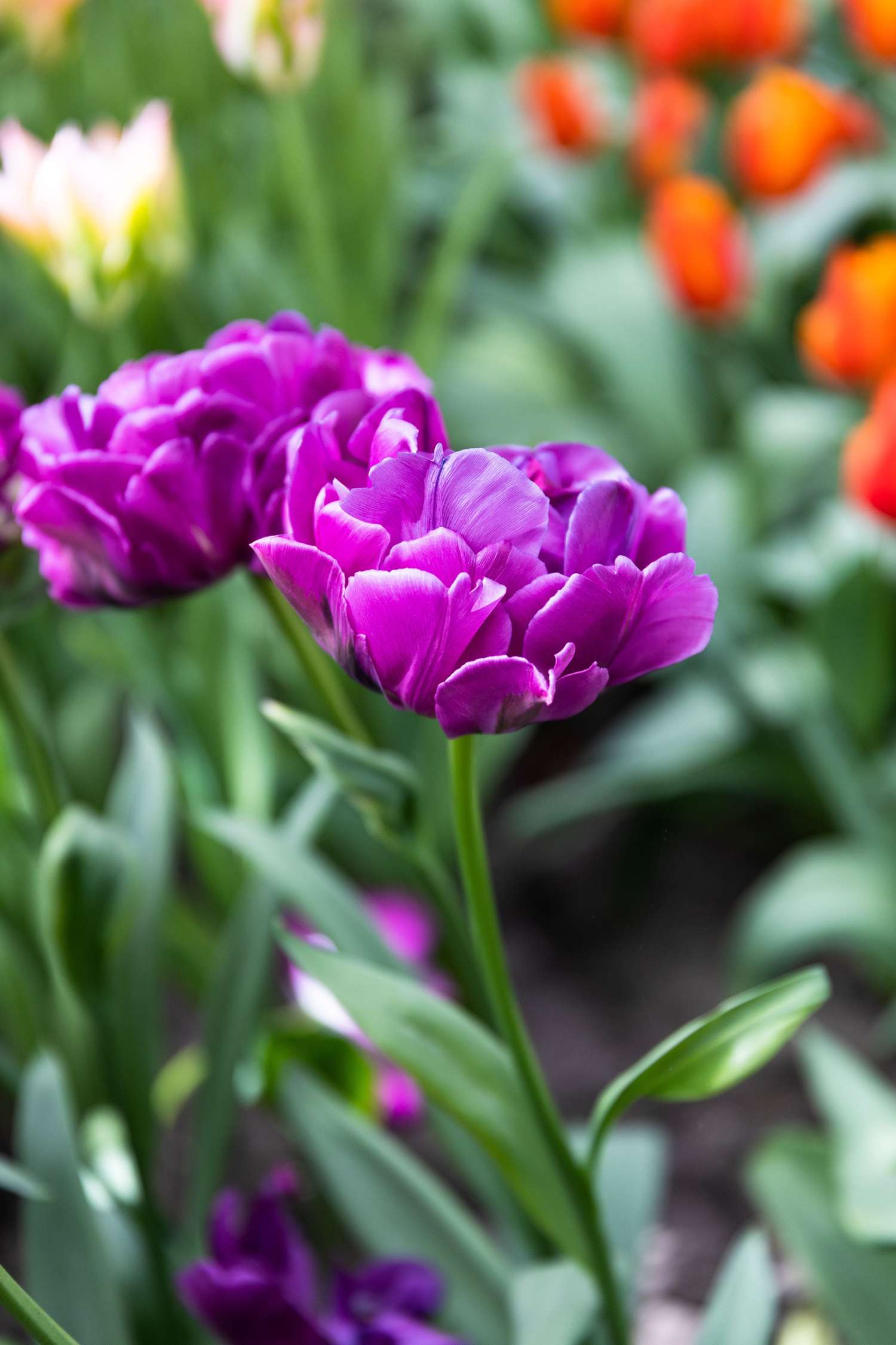 Tulppaani 'Double Negrita'